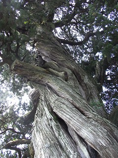 s1ビャクシン2010_0818_113759-RIMG0017 城願寺.jpg