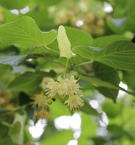 sIMG_8084tilia praha.jpg