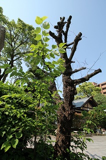 s42 IMG_6252宝勝院の菩提樹　C.jpg