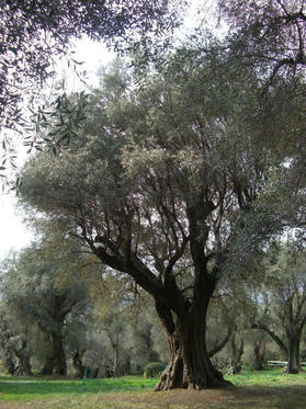 olive1.jpg
