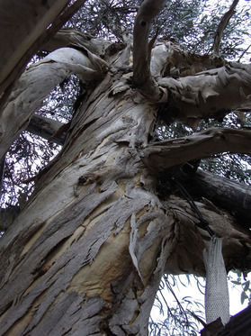 eucalyptus1.jpg