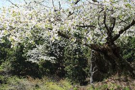 http://rieko-sugihara.com/photo_essay/assets_c/2014/06/sIMG_7579ishiwari-sakura%20yoko-thumb-280x186-780.jpg