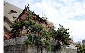 住吉神社のクロマツ_トリIMG_2240.jpg