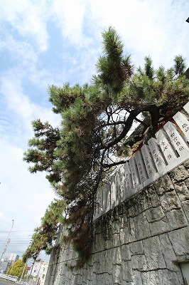 住吉神社のクロマツ_IMG_2236.jpg