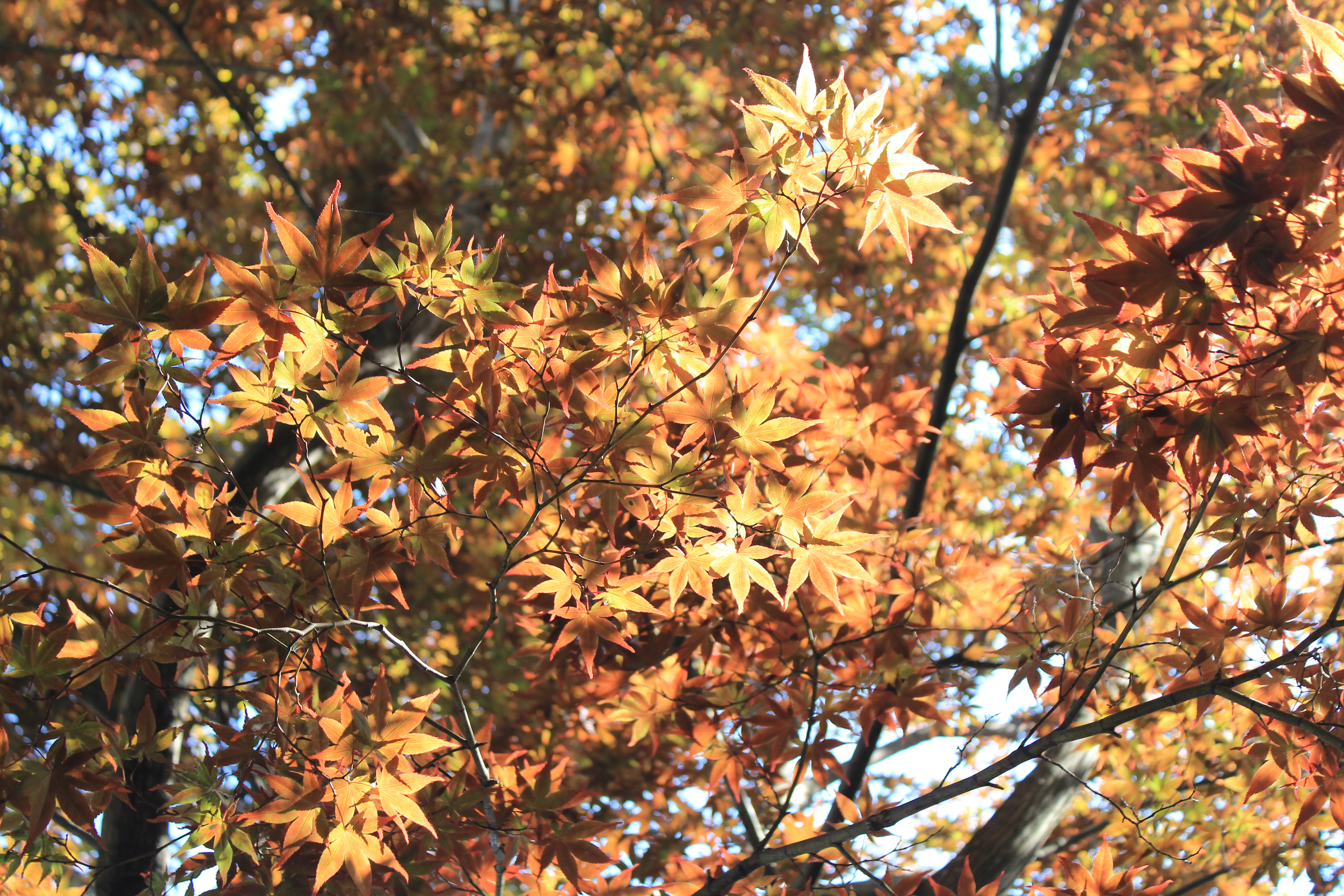 Different guidelines in rating essay test items picture