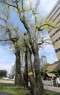 http://rieko-sugihara.com/photo_essay/item/Enoki_StagoPond72_IMG_2847.jpg