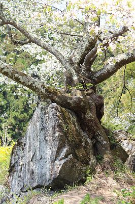 http://rieko-sugihara.com/photo_essay/item/sIMG_7499ishiwari-sakura.jpg