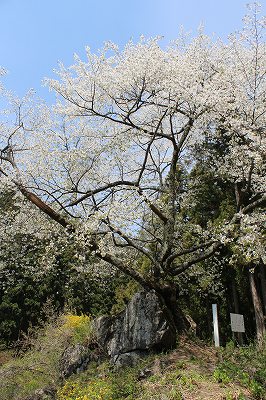 http://rieko-sugihara.com/photo_essay/item/sIMG_7548ishiwari-sakura%20all.jpg