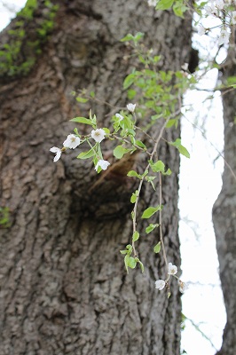 http://rieko-sugihara.com/photo_essay/item/sIMG_7729kamihocchi2014%20sakura.jpg