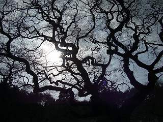 http://rieko-sugihara.com/tree_legend/item/s-tengu%20shide%20in%20Hiroshima.jpg